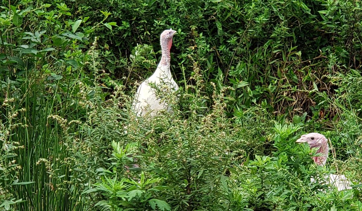 Two Spring Valley turkeys foraging in the tall green brush of the pasture