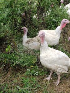 Free range turkeys raised for Thanksgiving at local farm in Old Bridge NJ near Staten Island