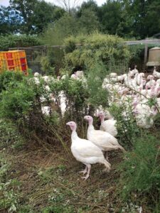 Healthy Turkeys Raised Naturally at Spring Valley Turkey Farm