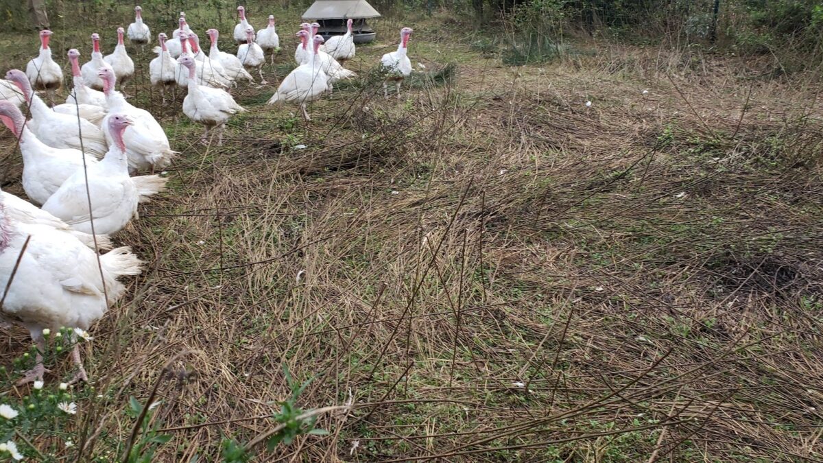 Free-range white turkeys walking through a natural grassy field at Spring Valley Turkey Farm in New Jersey