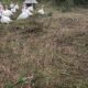 Free-range white turkeys walking through a natural grassy field at Spring Valley Turkey Farm in New Jersey