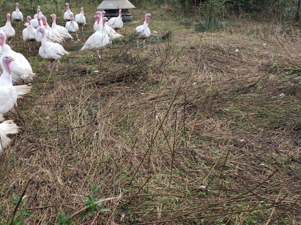 Free-range white turkeys walking through a natural grassy field at Spring Valley Turkey Farm in New Jersey