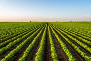 Rows of green crops growing across a large New Jersey farm field under a clear blue sky, showcasing local agriculture and farmland preservation.